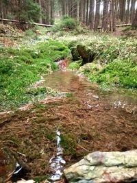 Quelle auf dem Wanderweg